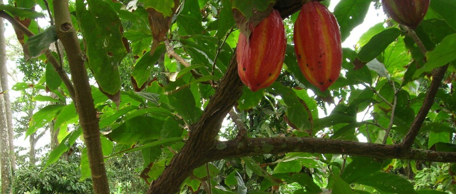 #htmlcaption5 DSCN0042 - Copia
