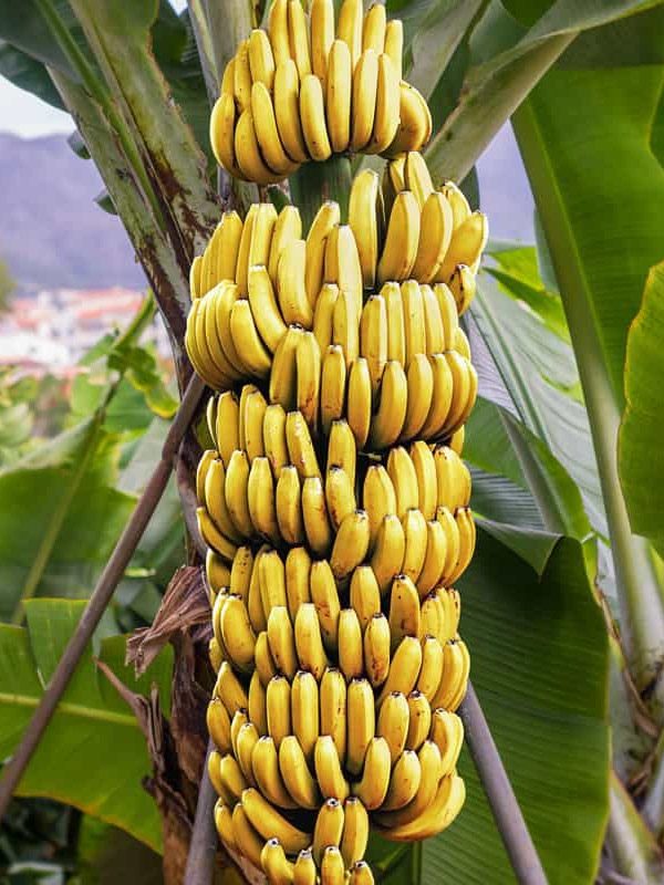banano