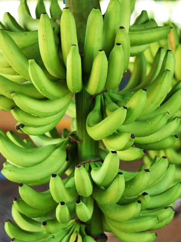 banano_02
