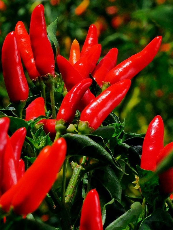 chile-tabasco