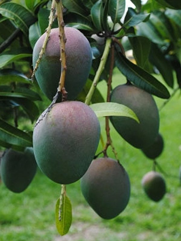 mango_02