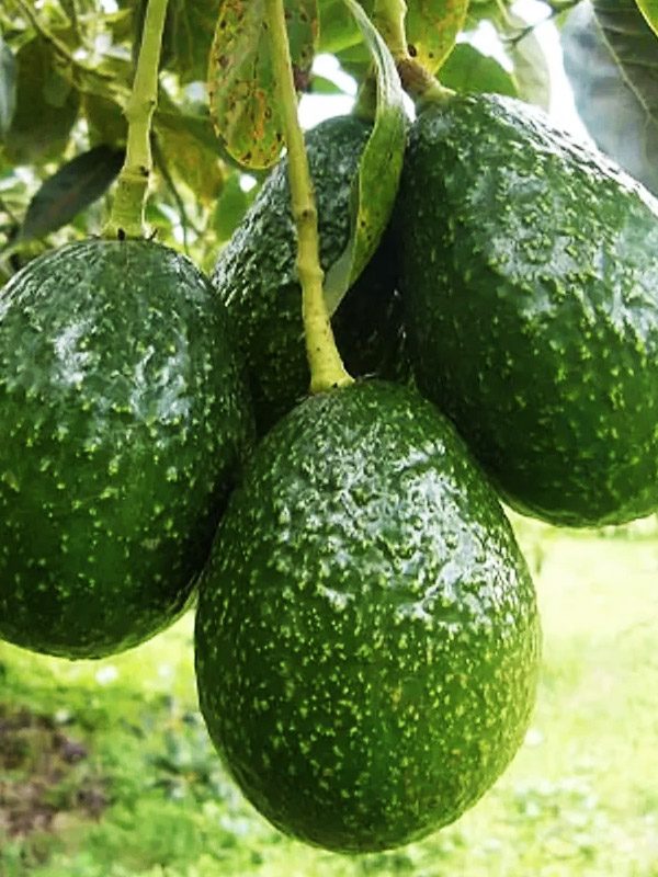 palto